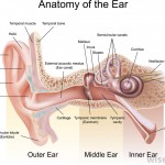 anatomy-of-the-inner-ear-chart