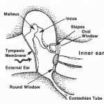 inner-ear-diagram-labeled