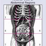 Abdominal Region