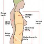 Body Cavity