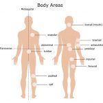 Body Region