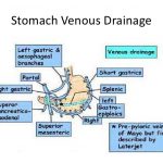 Stomach Veins