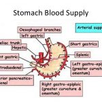 Stomach artery