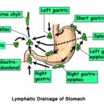 Stomach lymph