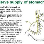 Stomach nerve