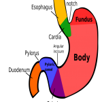 Parts of Stomach