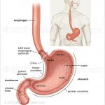 Stomach anatomy