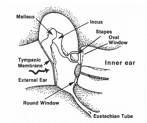 The ear canal: Anatomy, diagram, and common conditions