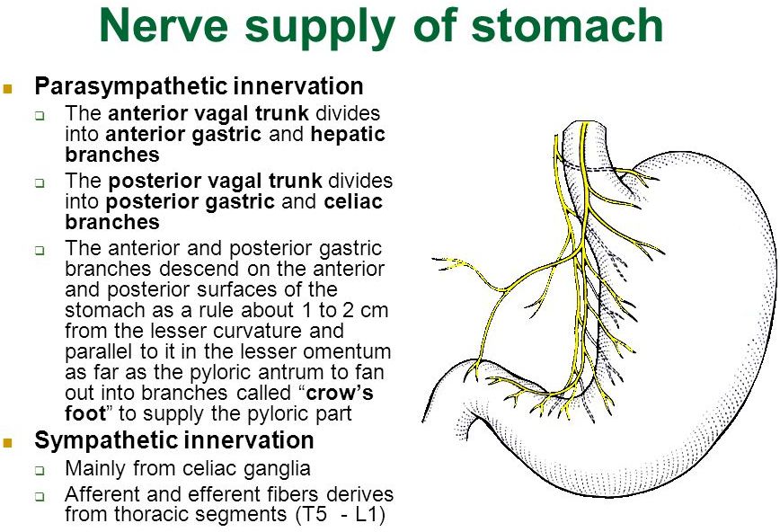 Stomach nerve – Homeopathy For All